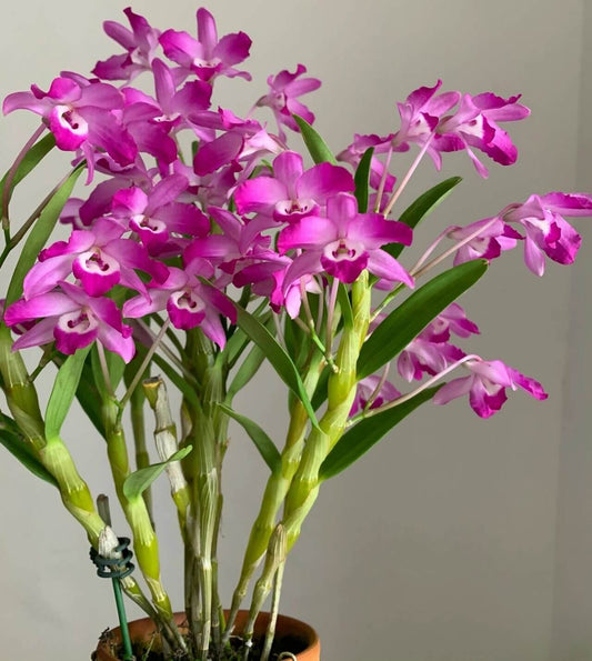 Dendrobium linawianum fma. rubra is native to China and Vietnam, thriving in subtropical broadleaf forests at elevations of 400–1,500 meters.