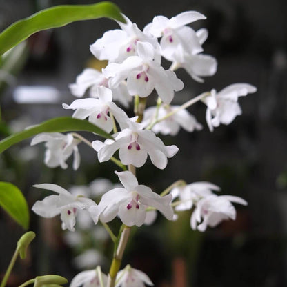 Dendrobium linawianum fma. semi-alba is native to China and Vietnam, thriving in subtropical broadleaf forests at elevations of 400–1,500 meters.