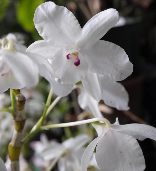 Dendrobium linawianum fma. semi-alba is native to China and Vietnam, thriving in subtropical broadleaf forests at elevations of 400–1,500 meters.