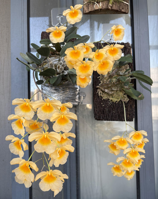 Dendrobium lindleyi is a striking epiphytic orchid native to Southeast Asia, including regions like Assam (India), Bangladesh, Myanmar, Thailand, Laos, Vietnam, and southern China. It thrives in mountainous areas at elevations ranging from 650 to 1,400 meters, where it grows on branches of deciduous trees.