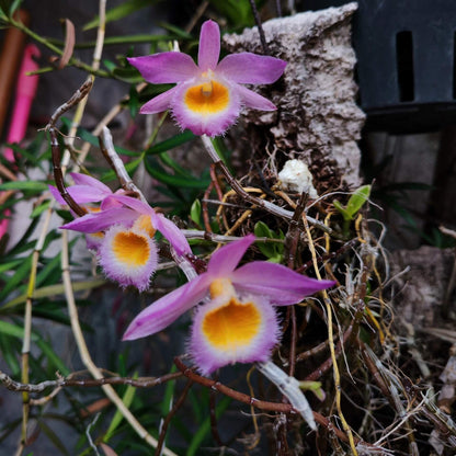 Dendrobium loddigesii is a charming miniature orchid native to the subtropical regions of Southeast Asia, including Laos, Vietnam, and the southern provinces of China such as Guangdong, Guangxi, Guizhou, Hainan, and Yunnan. It thrives at elevations ranging from 1,000 to 1,500 meters in humid, mossy, mixed, and coniferous forests.