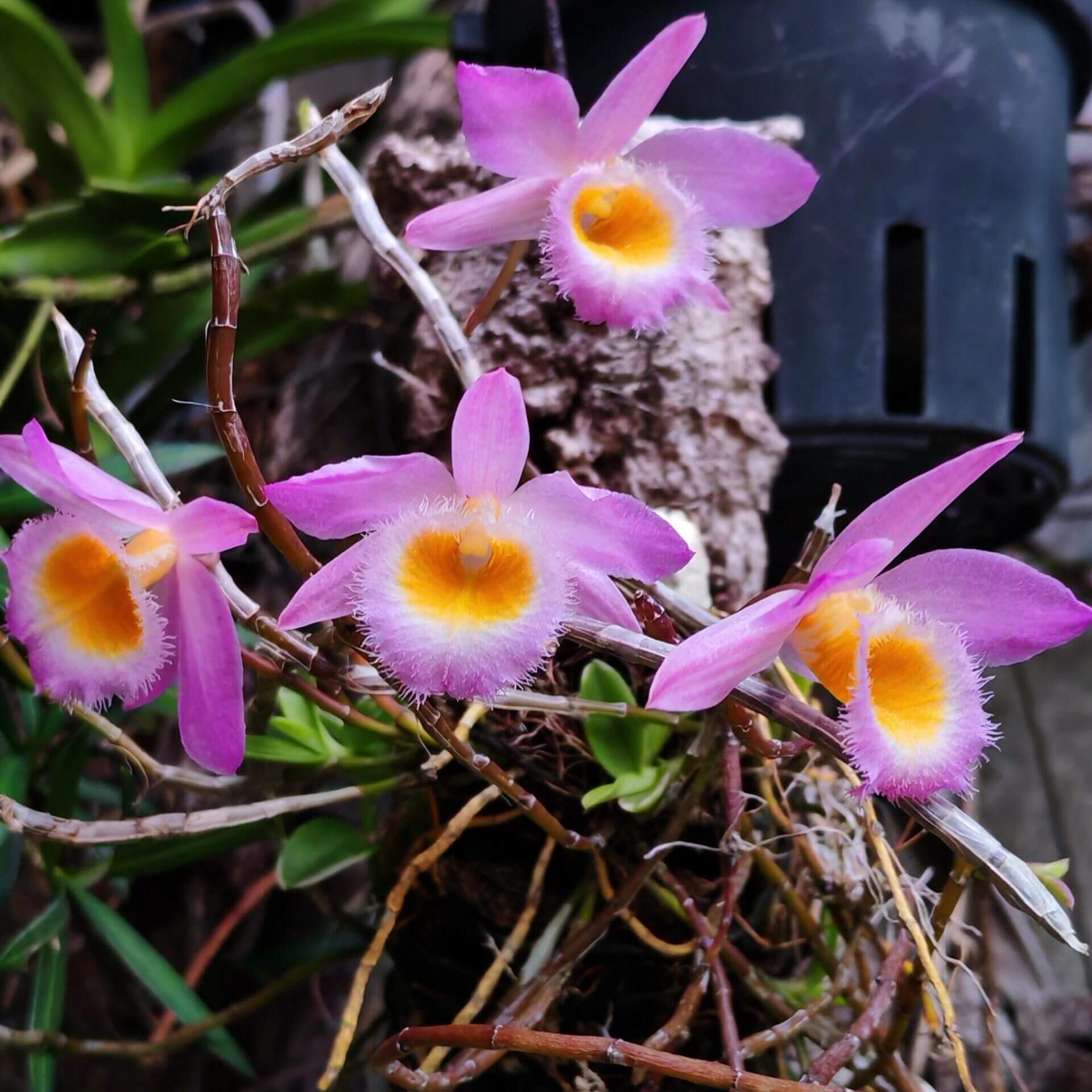 Dendrobium loddigesii is a charming miniature orchid native to the subtropical regions of Southeast Asia, including Laos, Vietnam, and the southern provinces of China such as Guangdong, Guangxi, Guizhou, Hainan, and Yunnan. It thrives at elevations ranging from 1,000 to 1,500 meters in humid, mossy, mixed, and coniferous forests.