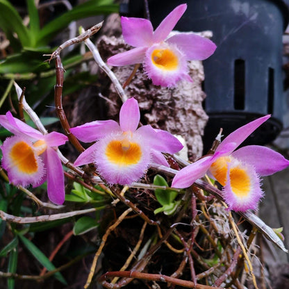 Dendrobium loddigesii is a charming miniature orchid native to the subtropical regions of Southeast Asia, including Laos, Vietnam, and the southern provinces of China such as Guangdong, Guangxi, Guizhou, Hainan, and Yunnan. It thrives at elevations ranging from 1,000 to 1,500 meters in humid, mossy, mixed, and coniferous forests.
