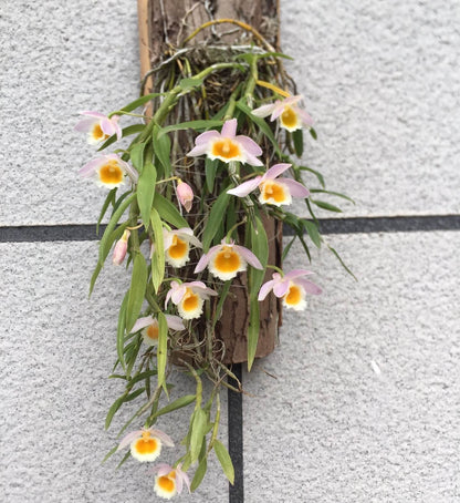 Dendrobium loddigesii is a charming miniature orchid native to the subtropical regions of Southeast Asia, including Laos, Vietnam, and the southern provinces of China such as Guangdong, Guangxi, Guizhou, Hainan, and Yunnan. It thrives at elevations ranging from 1,000 to 1,500 meters in humid, mossy, mixed, and coniferous forests.