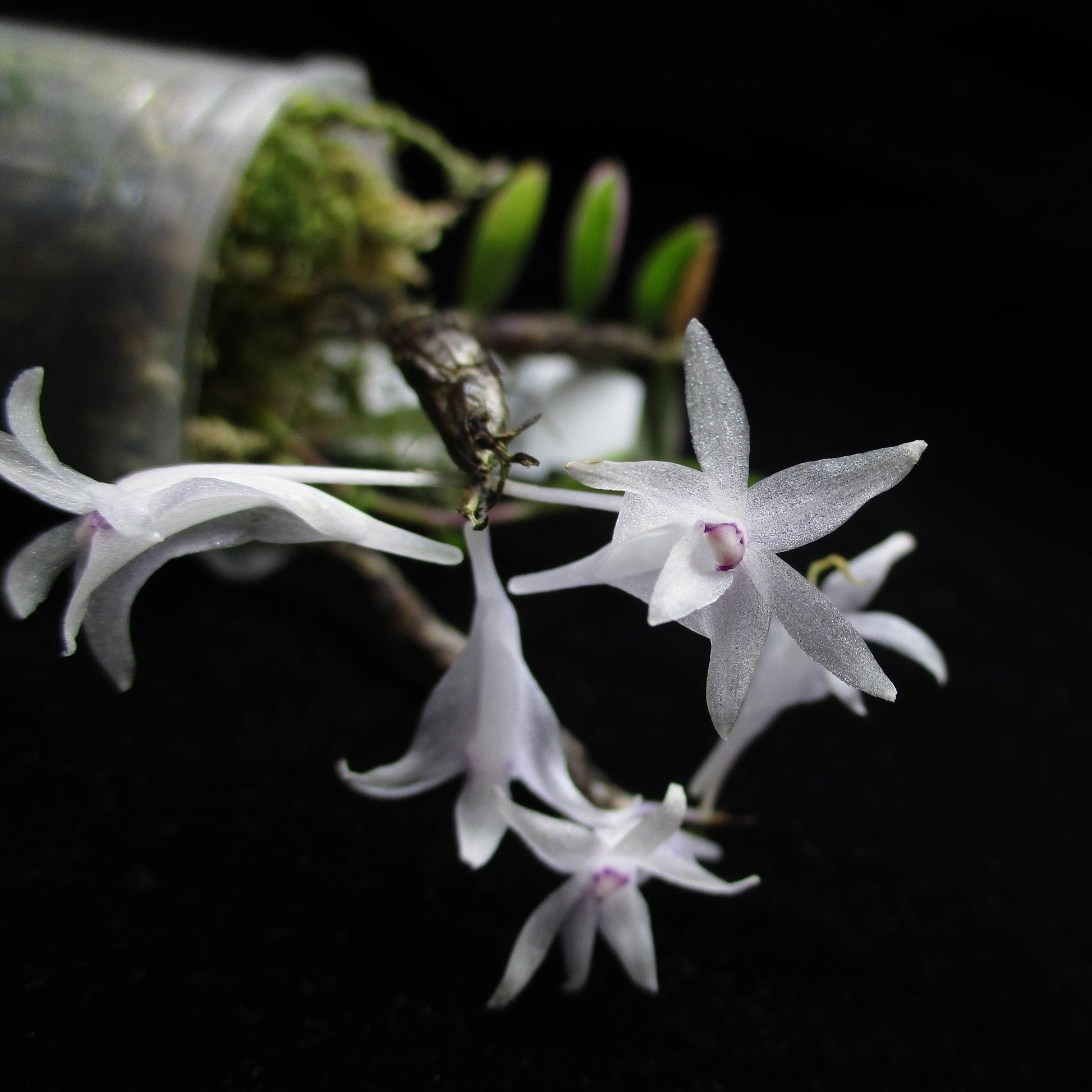 Dendrobium malvicolor is a miniature epiphytic orchid native to East Java and Sumatra. It thrives in cool to cold montane environments at elevations ranging from 1,590 to 3,050 meters (5,200 to 10,000 feet) above sea level.