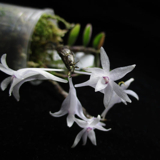 Dendrobium malvicolor is a miniature epiphytic orchid native to East Java and Sumatra. It thrives in cool to cold montane environments at elevations ranging from 1,590 to 3,050 meters (5,200 to 10,000 feet) above sea level.