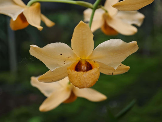 Dendrobium moschatum fma. flava is native to the Himalayan region (northern and eastern India, Bangladesh, Nepal, Bhutan, Assam, and Yunnan) as well as parts of Indochina, including Vietnam, Thailand, Myanmar, Laos, and Cambodia.