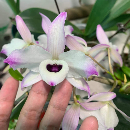 Dendrobium nobile is a stunning orchid species native to the Himalayas, southern China, and Southeast Asia. Renowned for its graceful, arching canes and fragrant, waxy blooms, it has become a popular choice among orchid enthusiasts and is even the state flower of Sikkim, India.