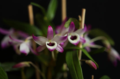 Dendrobium nobile is a stunning orchid species native to the Himalayas, southern China, and Southeast Asia. Renowned for its graceful, arching canes and fragrant, waxy blooms, it has become a popular choice among orchid enthusiasts and is even the state flower of Sikkim, India.