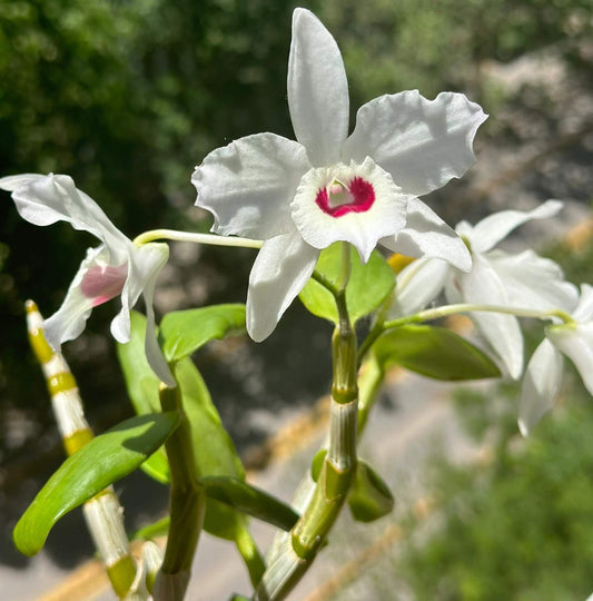 Dendrobium nobile fma. alboluteum (white form, crimson blotch) is a stunning orchid species native to the Himalayas, southern China, and Southeast Asia.