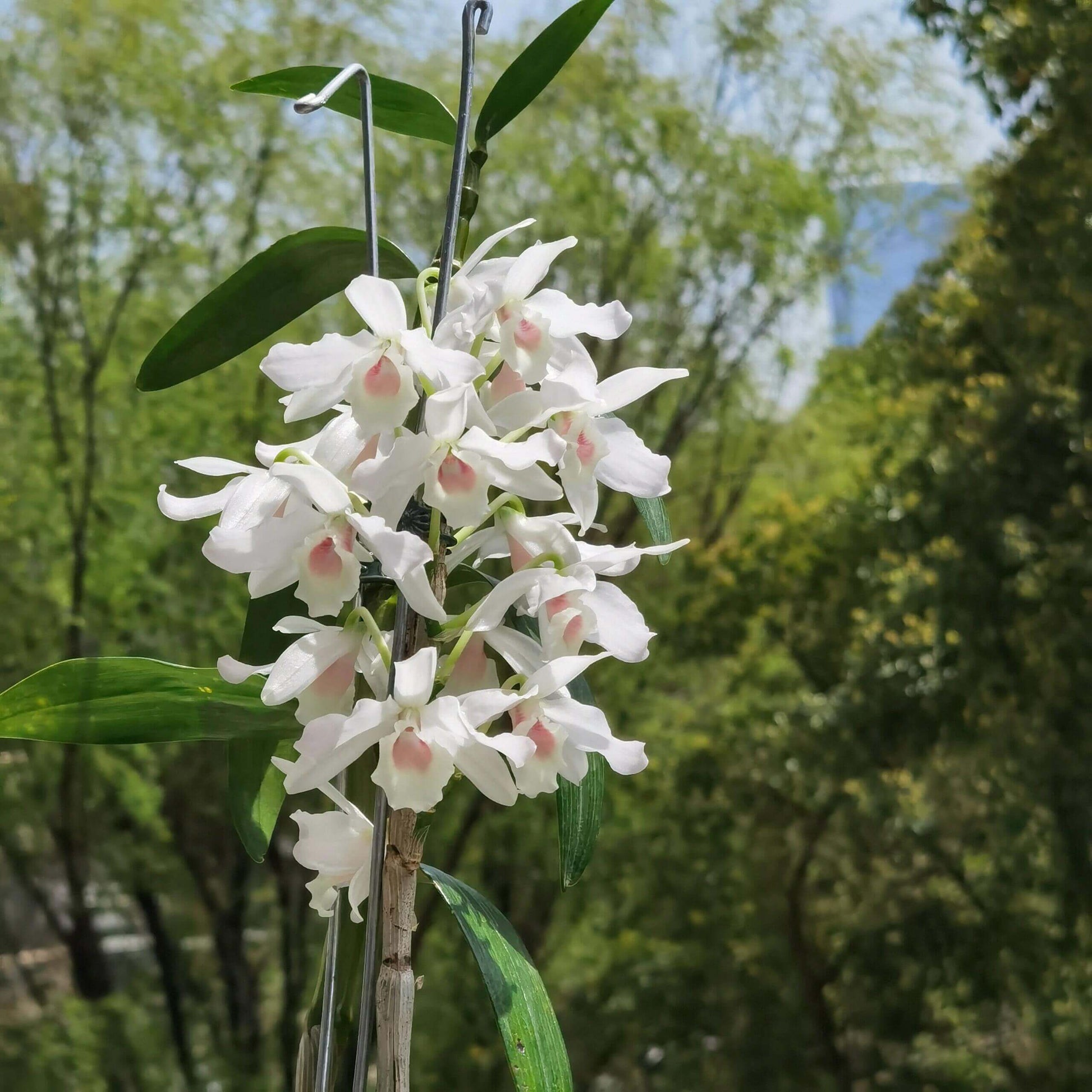 Dendrobium nobile fma. carnea 'F. Arima' is a stunning orchid species native to the Himalayas, southern China, and Southeast Asia.
