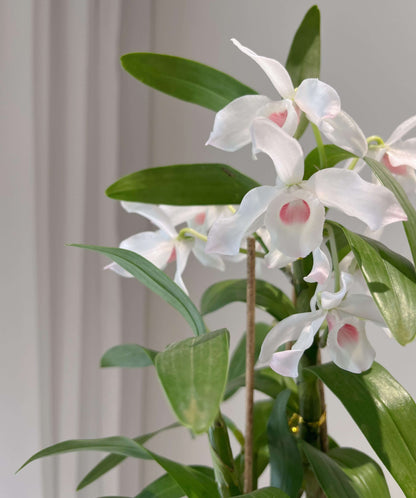 Dendrobium nobile fma. carnea 'F. Arima' is a stunning orchid species native to the Himalayas, southern China, and Southeast Asia.