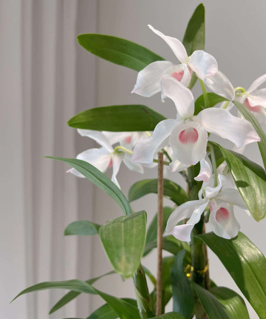 Dendrobium nobile fma. carnea 'F. Arima' is a stunning orchid species native to the Himalayas, southern China, and Southeast Asia.