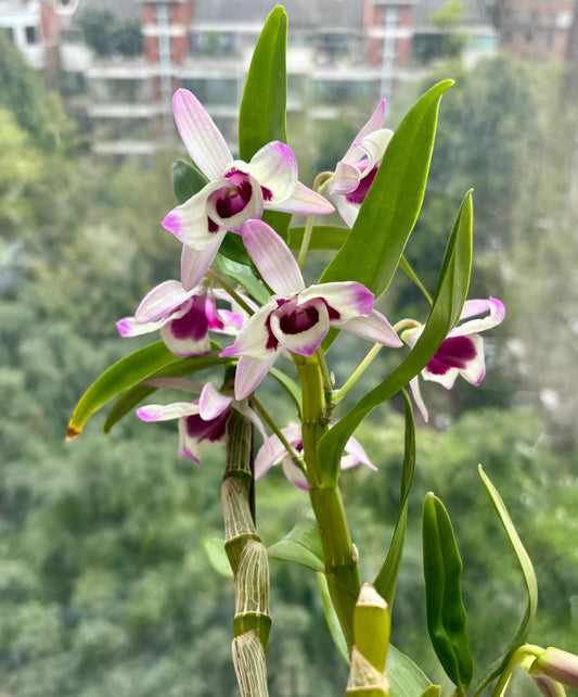 Dendrobium nobile fma. carnea is a stunning orchid species native to the Himalayas, southern China, and Southeast Asia.