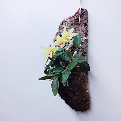 Dendrobium officinale is a rare and elegant miniature orchid species native to the subtropical highlands of China, Taiwan, and Japan. First described in 1936, it thrives in cool, humid environments at elevations between 1,000 and 2,000 meters above sea level, making it well-suited for terrariums.