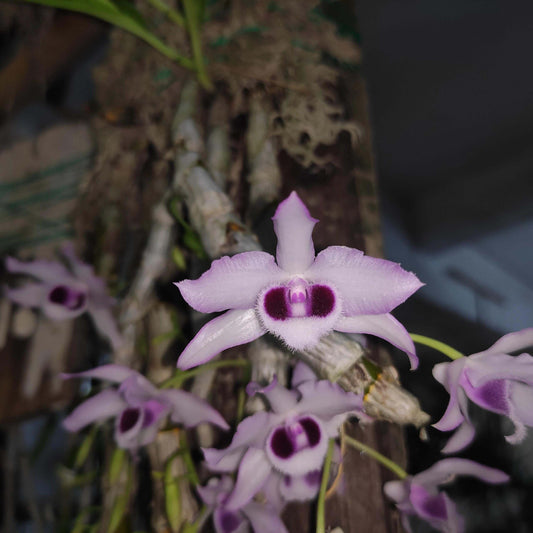Dendrobium parishii fma. coerulea is a rare and sought-after variety of the species Dendrobium parishii, known for its striking blue-lipped flowers and delightful fragrance. This variety is native to Southeast Asia, including regions like Thailand, Myanmar, Laos, Vietnam, and parts of southern China.