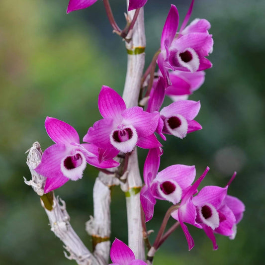Dendrobium parishii fma. rubra is a captivating variety of the Dendrobium parishii species, renowned for its vibrant magenta to deep purple flowers and delightful fragrance. This variety is native to Southeast Asia, including regions like Thailand, Myanmar, Laos, Vietnam, and parts of southern China.
