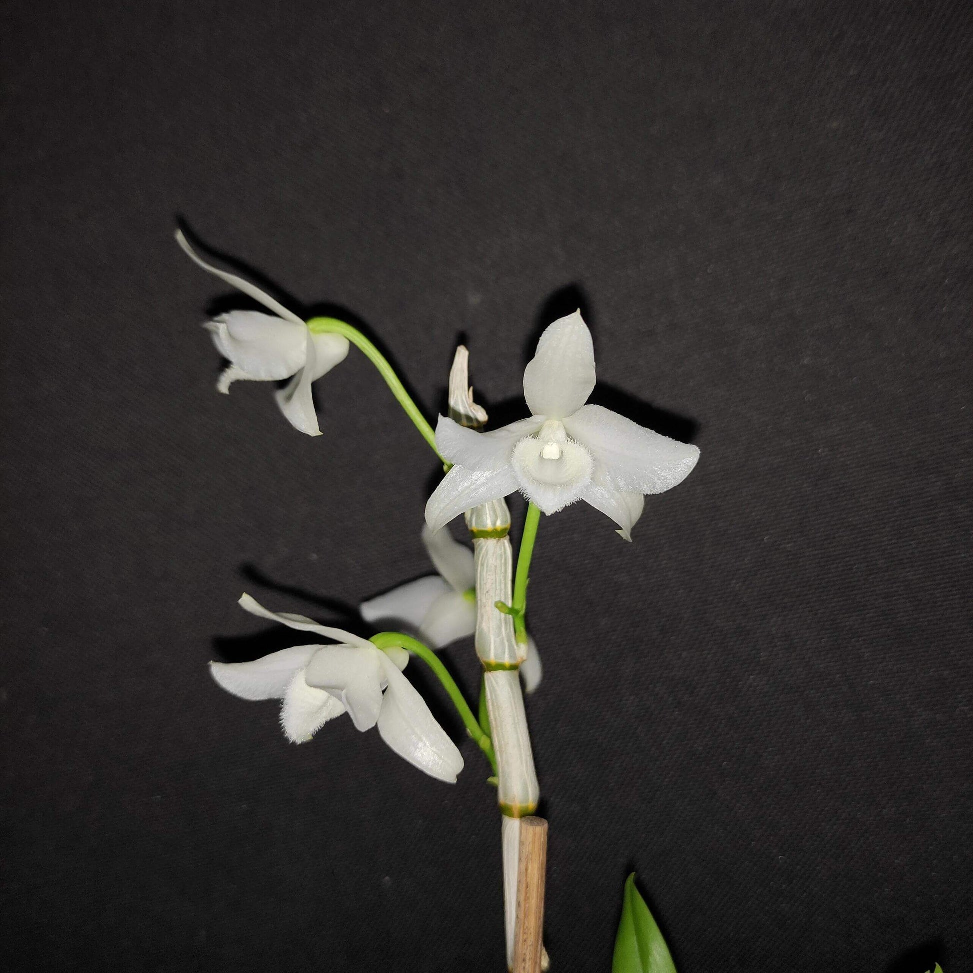 Dendrobium parishii fma. alba is a rare and sought-after variety of the species Dendrobium parishii, known for its striking white flowers and delightful fragrance. This variety is native to Southeast Asia, including regions like Thailand, Myanmar, Laos, Vietnam, and parts of southern China.