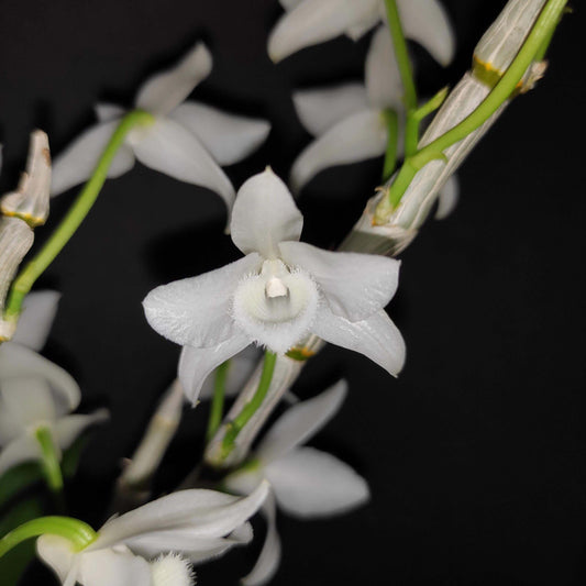 Dendrobium parishii fma. alba is a rare and sought-after variety of the species Dendrobium parishii, known for its striking white flowers and delightful fragrance. This variety is native to Southeast Asia, including regions like Thailand, Myanmar, Laos, Vietnam, and parts of southern China.