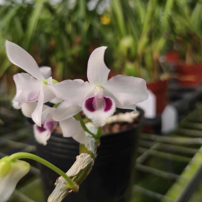 Dendrobium parishii fma. coerulea is a rare and sought-after variety of the species Dendrobium parishii, known for its striking blue-lipped flowers and delightful fragrance. This variety is native to Southeast Asia, including regions like Thailand, Myanmar, Laos, Vietnam, and parts of southern China.