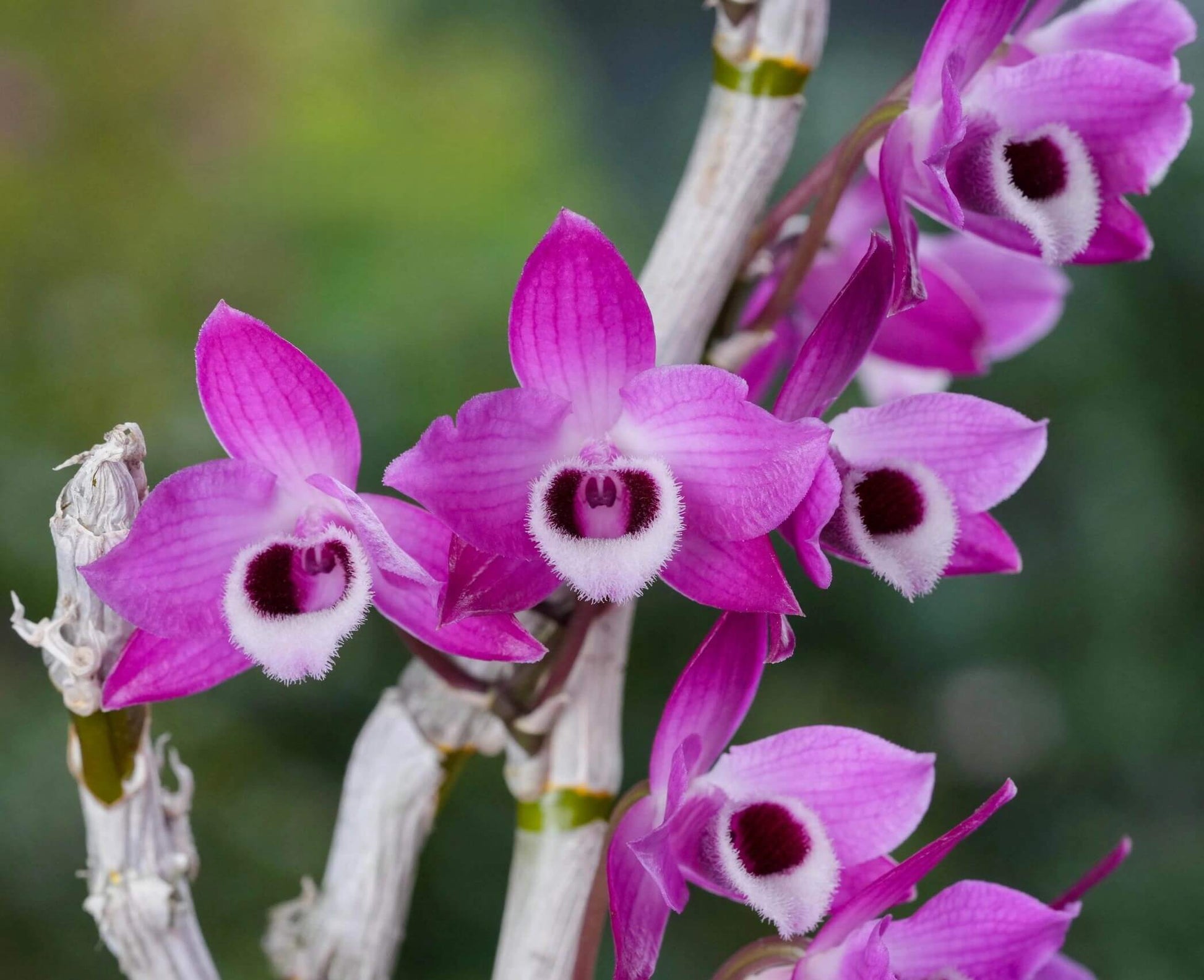 Dendrobium parishii fma. rubra is a captivating variety of the Dendrobium parishii species, renowned for its vibrant magenta to deep purple flowers and delightful fragrance. This variety is native to Southeast Asia, including regions like Thailand, Myanmar, Laos, Vietnam, and parts of southern China.