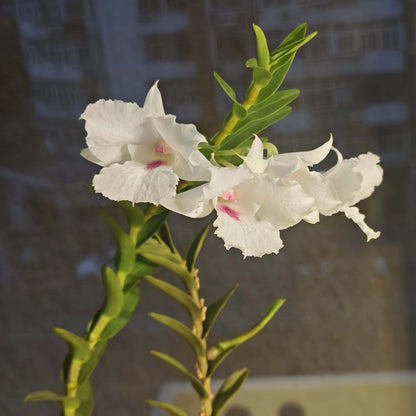 Dendrobium parthenium is a captivating orchid species native to the hill and lowland forests of Sabah, Borneo, particularly around Mount Kinabalu. This species thrives at elevations between 600 and 1,100 meters above sea level, where it grows as an epiphyte along streams.