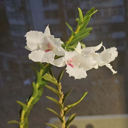 Dendrobium parthenium is a captivating orchid species native to the hill and lowland forests of Sabah, Borneo, particularly around Mount Kinabalu. This species thrives at elevations between 600 and 1,100 meters above sea level, where it grows as an epiphyte along streams.