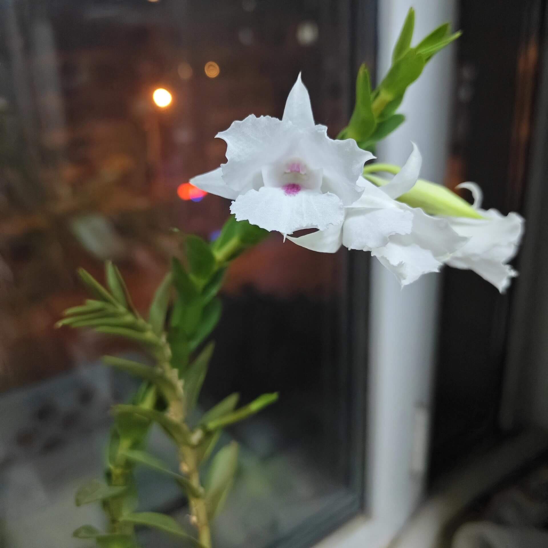 Dendrobium parthenium is a captivating orchid species native to the hill and lowland forests of Sabah, Borneo, particularly around Mount Kinabalu. This species thrives at elevations between 600 and 1,100 meters above sea level, where it grows as an epiphyte along streams.