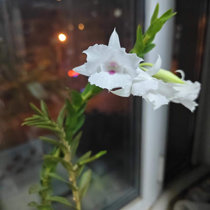 Dendrobium parthenium is a captivating orchid species native to the hill and lowland forests of Sabah, Borneo, particularly around Mount Kinabalu. This species thrives at elevations between 600 and 1,100 meters above sea level, where it grows as an epiphyte along streams.