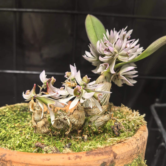 Dendrobium peguanum is a captivating miniature orchid species native to the eastern Himalayas, including regions of India, Nepal, Sikkim, Myanmar, and Thailand. It thrives in hot, humid environments at elevations of 300–400 meters above sea level, often found growing on shrubs and rocks near streams.