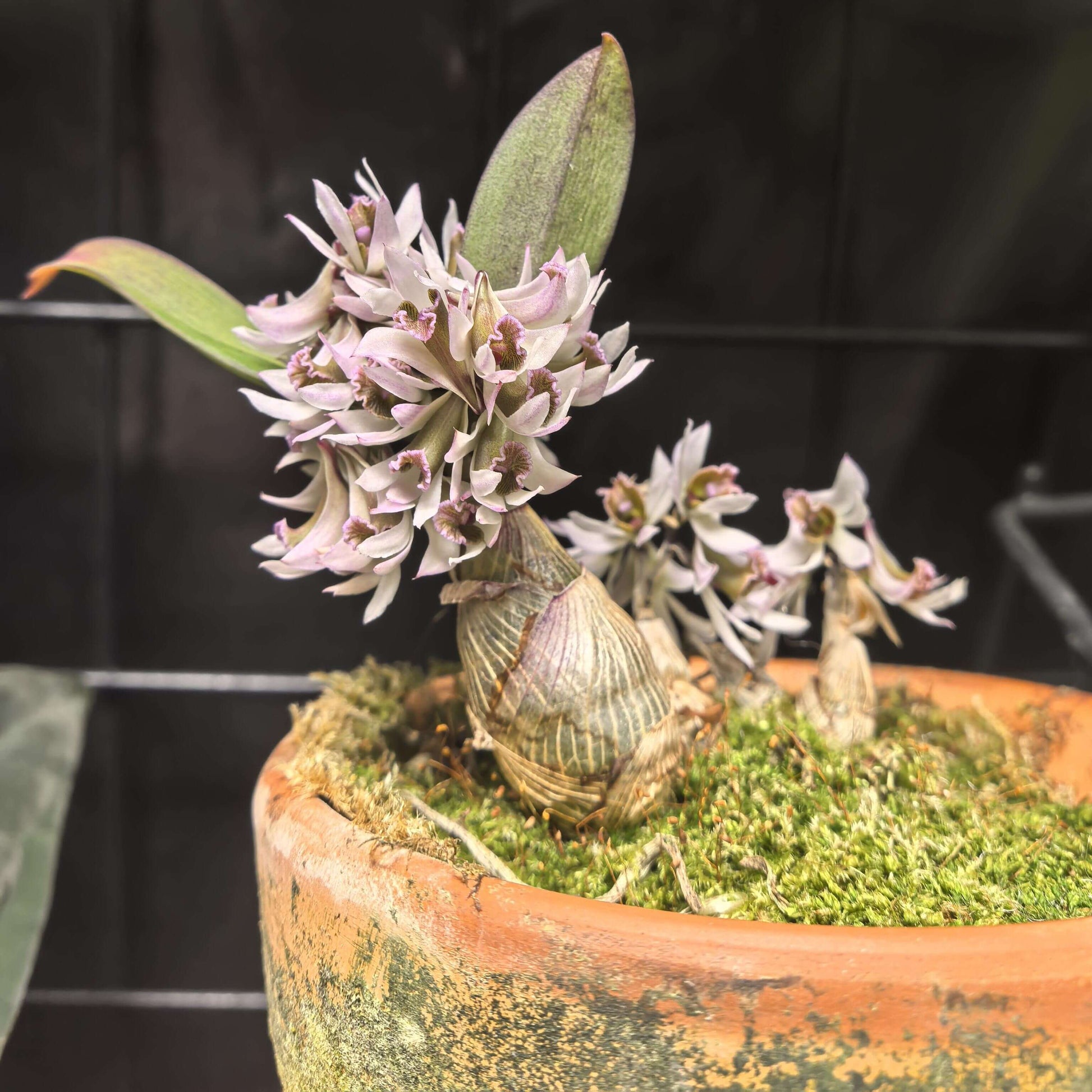 Dendrobium peguanum is a captivating miniature orchid species native to the eastern Himalayas, including regions of India, Nepal, Sikkim, Myanmar, and Thailand. It thrives in hot, humid environments at elevations of 300–400 meters above sea level, often found growing on shrubs and rocks near streams.