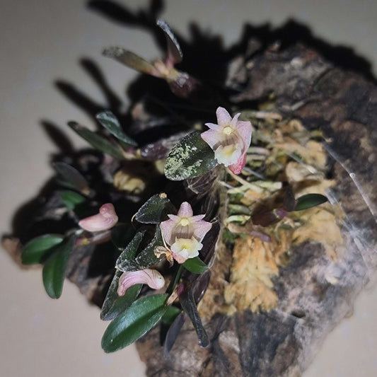 Dendrobium procumbens is a miniature epiphytic orchid native to the humid tropical forests of Peninsular Malaysia, particularly the Cameron Highlands. It belongs to the Bolbodium section of the Dendrobium genus and is recognized for its unique growth habit and delicate flowers.