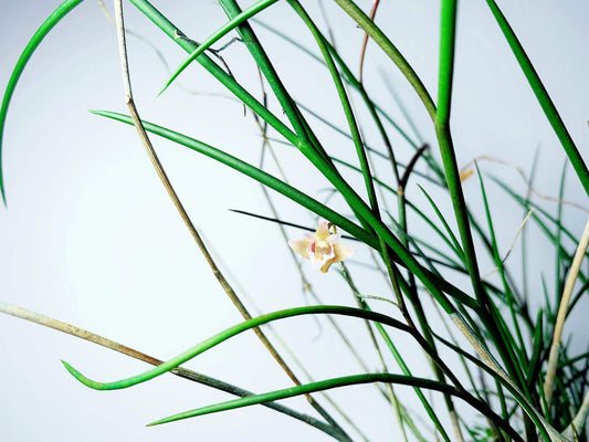 Dendrobium pseudotenellum is a rare and elegant epiphytic orchid species native to the montane forests of southern Yunnan, China, and northern Vietnam. It thrives at elevations around 900 meters, typically growing on tree trunks in shaded areas.