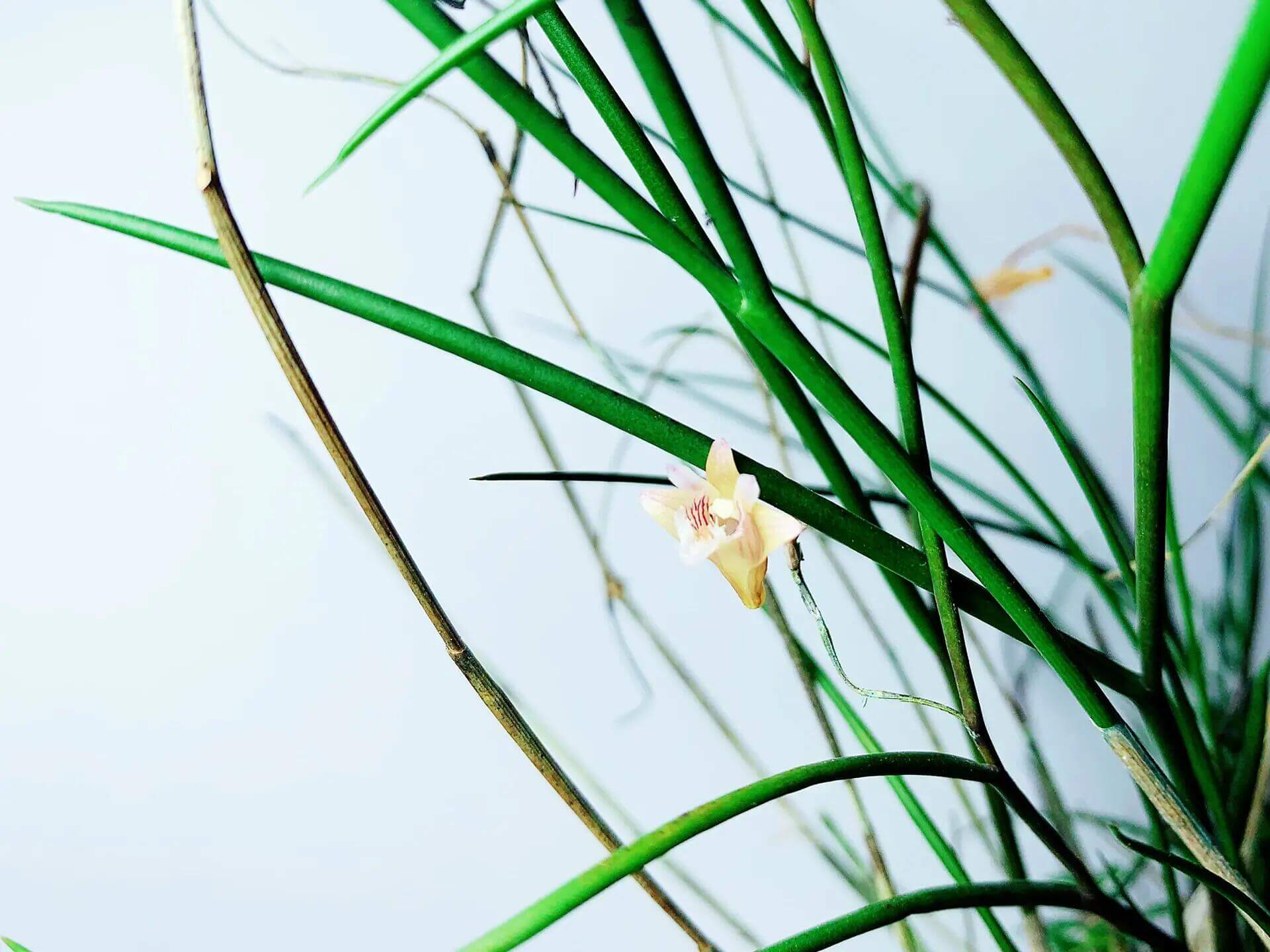 Dendrobium pseudotenellum is a rare and elegant epiphytic orchid species native to the montane forests of southern Yunnan, China, and northern Vietnam. It thrives at elevations around 900 meters, typically growing on tree trunks in shaded areas.