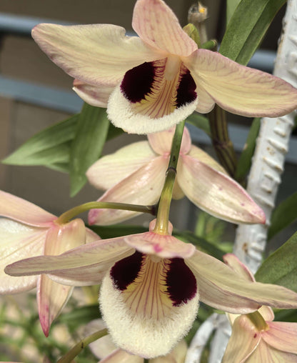 Dendrobium pulchellum is found in deciduous forests across Southeast Asia, including Assam (India), Bangladesh, Nepal, Bhutan, Thailand, Malaysia, Laos, Vietnam, and Yunnan (China). It typically grows at elevations of 70–2200 meters above sea level in open, deciduous forests.