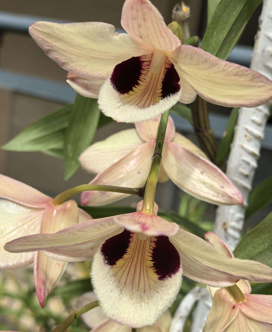 Dendrobium pulchellum is found in deciduous forests across Southeast Asia, including Assam (India), Bangladesh, Nepal, Bhutan, Thailand, Malaysia, Laos, Vietnam, and Yunnan (China). It typically grows at elevations of 70–2200 meters above sea level in open, deciduous forests.