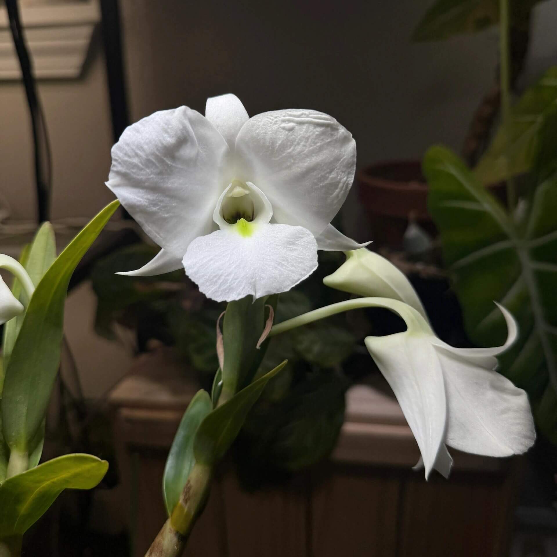 Dendrobium schuetzei is a striking epiphytic orchid native to the tropical forests of northeastern Mindanao, Philippines. It thrives at elevations between 300 and 910 meters (approximately 1,000–3,000 feet) above sea level.