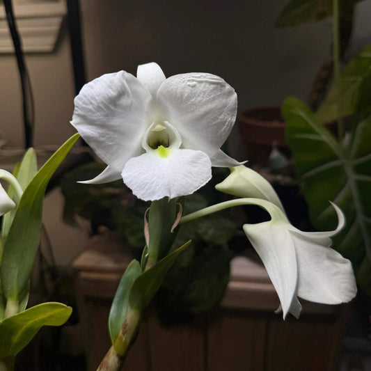 Dendrobium schuetzei is a striking epiphytic orchid native to the tropical forests of northeastern Mindanao, Philippines. It thrives at elevations between 300 and 910 meters (approximately 1,000–3,000 feet) above sea level.