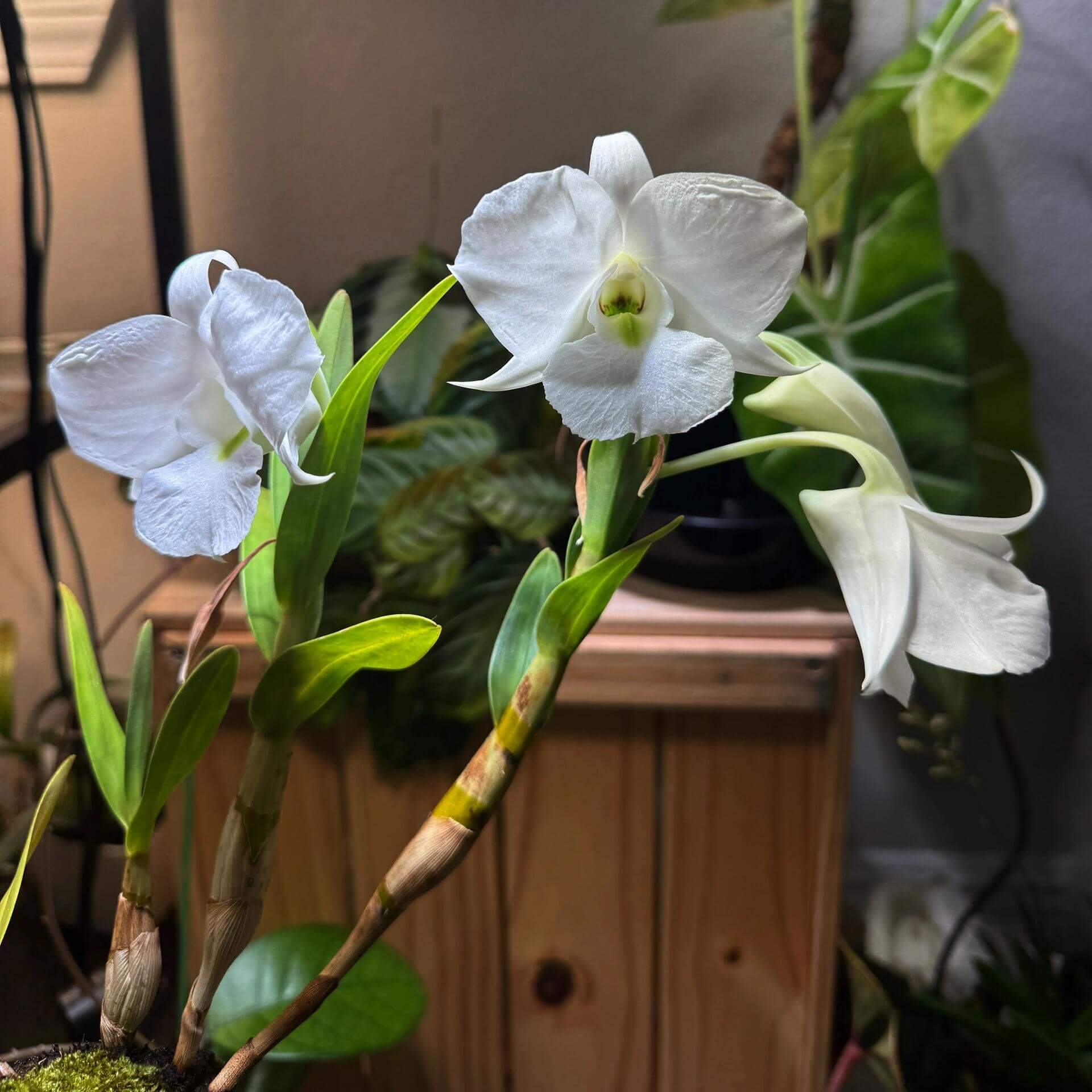 Dendrobium schuetzei is a striking epiphytic orchid native to the tropical forests of northeastern Mindanao, Philippines. It thrives at elevations between 300 and 910 meters (approximately 1,000–3,000 feet) above sea level.