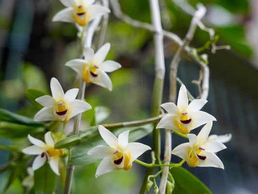 Dendrobium scoriarum, described by W.W. Smith in 1921, is a cool-growing epiphytic or lithophytic orchid native to the subtropical regions of southeastern Yunnan and Guangxi in China, extending into northern Vietnam. It thrives at elevations around 1,200 meters, often found on tree trunks and rocks in sparse woodlands or at the forest edge.