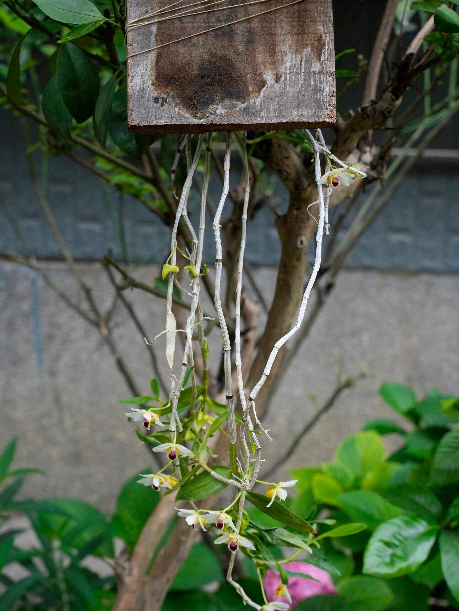 Dendrobium scoriarum, described by W.W. Smith in 1921, is a cool-growing epiphytic or lithophytic orchid native to the subtropical regions of southeastern Yunnan and Guangxi in China, extending into northern Vietnam. It thrives at elevations around 1,200 meters, often found on tree trunks and rocks in sparse woodlands or at the forest edge.