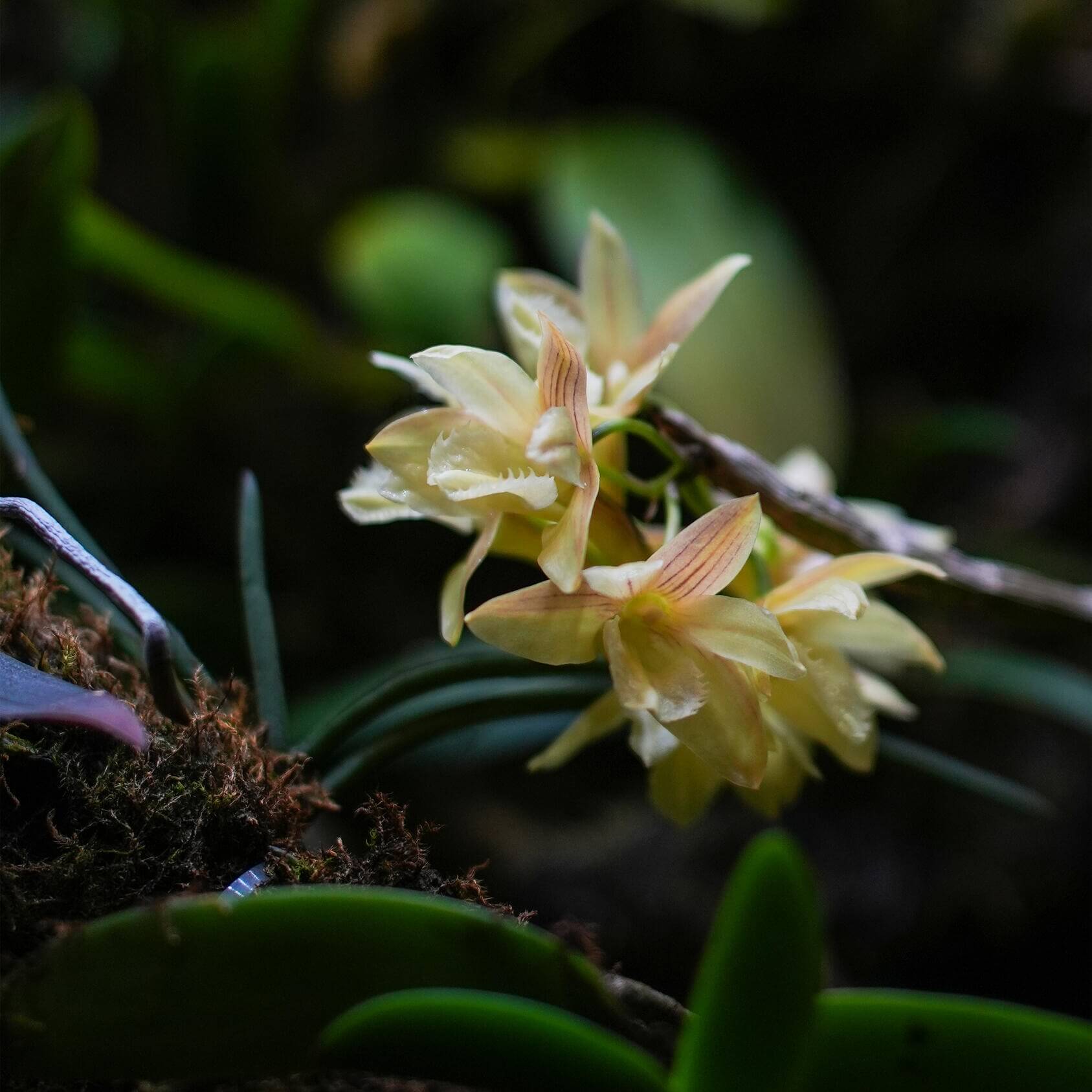 Dendrobium serratilabium is a graceful, medium‑sized epiphytic orchid native to the Philippines (particularly Luzon and Mindanao) . It grows on trees or rocks in lowland tropical forests and produces pendulous, club‑shaped, wrinkled stems up to about 1 m long, adorned with slender, deciduous leaves.