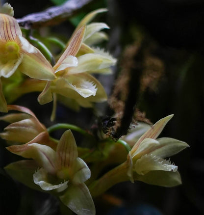 Dendrobium serratilabium is a graceful, medium‑sized epiphytic orchid native to the Philippines (particularly Luzon and Mindanao) . It grows on trees or rocks in lowland tropical forests and produces pendulous, club‑shaped, wrinkled stems up to about 1 m long, adorned with slender, deciduous leaves.