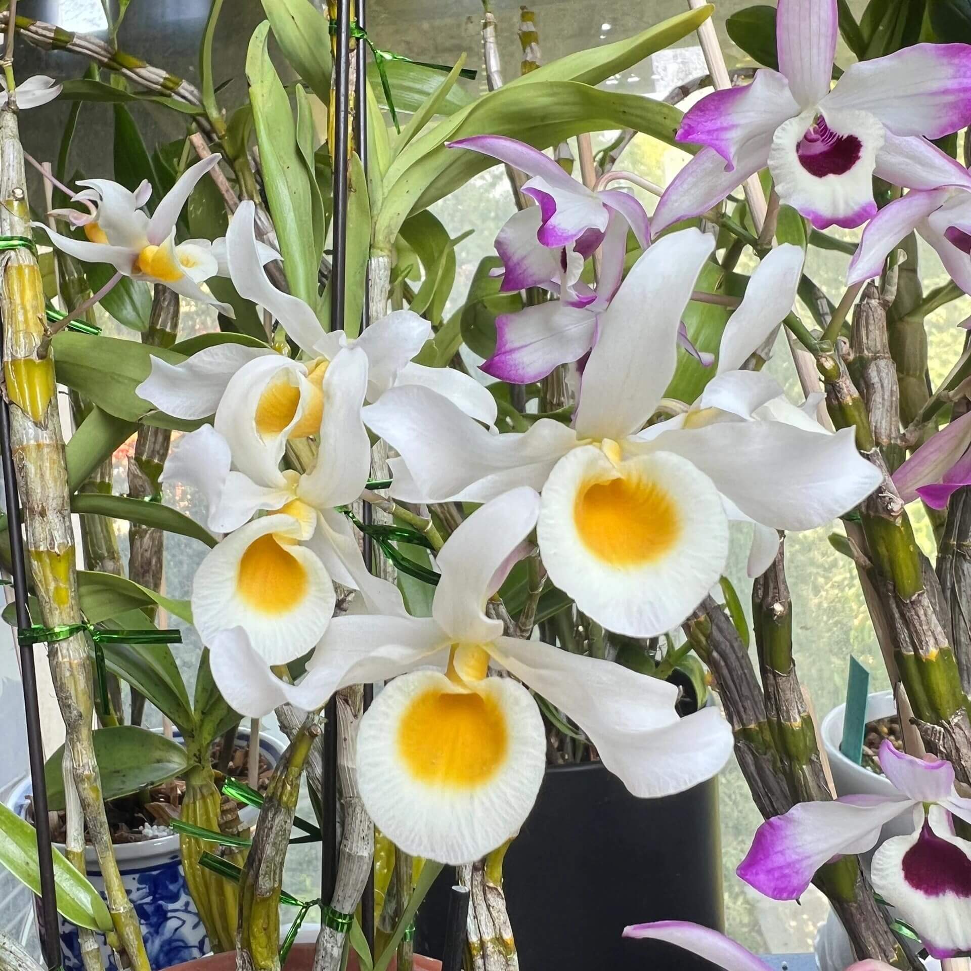 Dendrobium signatum is a medium-sized epiphytic orchid native to Southeast Asia, including Myanmar, Thailand, Laos, and Vietnam. It thrives at elevations ranging from 200 to 1,500 meters above sea level, typically growing on tree trunks in forests.
