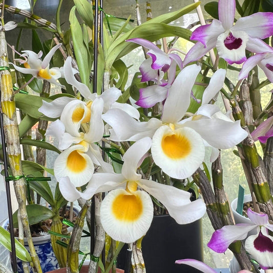 Dendrobium signatum is a medium-sized epiphytic orchid native to Southeast Asia, including Myanmar, Thailand, Laos, and Vietnam. It thrives at elevations ranging from 200 to 1,500 meters above sea level, typically growing on tree trunks in forests.