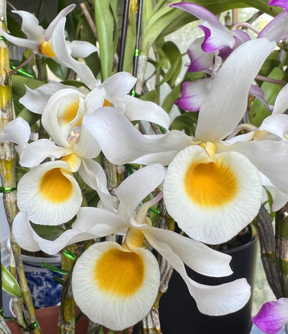 Dendrobium signatum is a medium-sized epiphytic orchid native to Southeast Asia, including Myanmar, Thailand, Laos, and Vietnam. It thrives at elevations ranging from 200 to 1,500 meters above sea level, typically growing on tree trunks in forests.