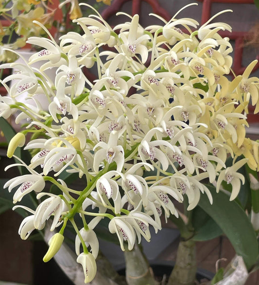 Dendrobium speciosum is a highly variable orchid native to eastern Australia, thriving both as an epiphyte (on tree trunks or branches) and as a lithophyte (on rocks and cliff faces). It grows across a broad range—from New South Wales and Queensland down to Victoria—at elevations from sea level up to around 900 m. In the wild, it often forms large colonies, anchoring with sprawling roots exposed to full sun.