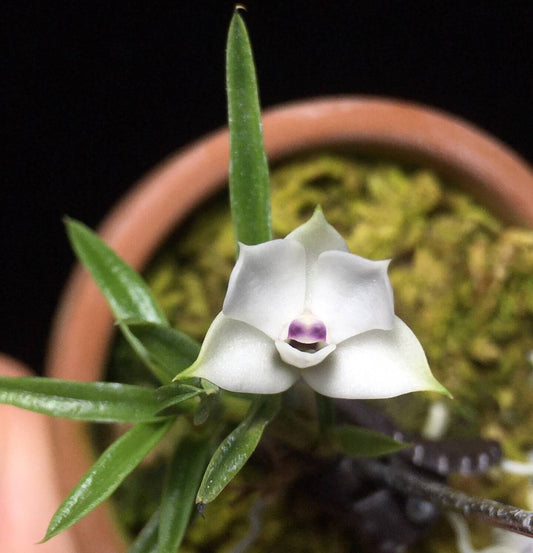 Dendrobium subuliferum is a miniature orchid species native to New Guinea. This species thrives as an epiphyte in primary and secondary forests at elevations ranging from 300 to 2,000 meters. It is characterized by its compact size, with plants reaching up to 3 cm in height, and its distinctive white flowers with a purple-tinged lip.