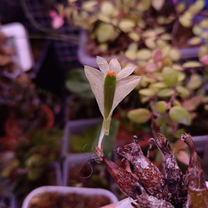 Dendrobium sulphureum is a captivating miniature orchid species native to the cloud forests of New Guinea. Belonging to the Dendrobium genus and the Oxyglossum section, it is renowned for its striking, large flowers relative to its compact size.