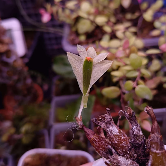 Dendrobium sulphureum is a captivating miniature orchid species native to the cloud forests of New Guinea. Belonging to the Dendrobium genus and the Oxyglossum section, it is renowned for its striking, large flowers relative to its compact size.